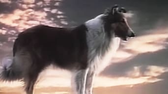 Lassie und die Goldgräber foto 1