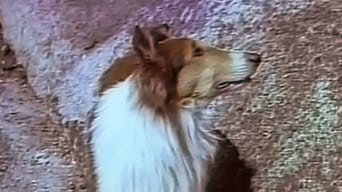 Lassie und die Goldgräber foto 0