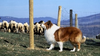 Lassie foto 2