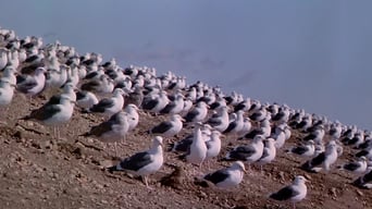 Die Vögel II: Die Rückkehr foto 9