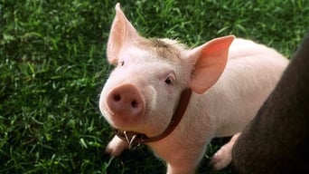 Ein Schweinchen namens Babe foto 0