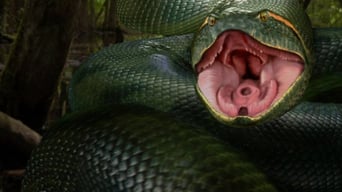 Anaconda foto 7