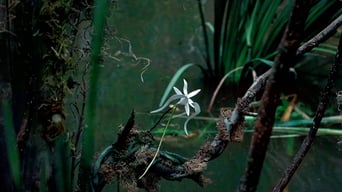 Adaption – Der Orchideen-Dieb foto 1