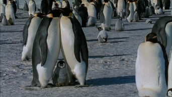 Die Reise der Pinguine foto 5