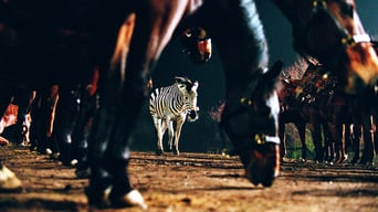 Im Rennstall ist das Zebra los foto 7