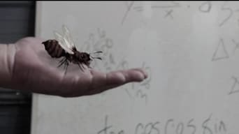 Killer Ants – Sie kommen um dich zu fressen foto 0