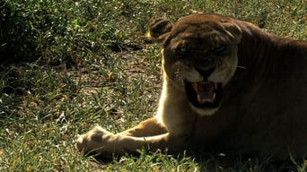 The Last Lions foto 0