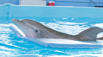 Mein Freund, der Delfin foto 5