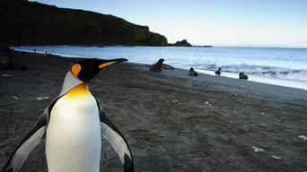 Ein Pinguin kommt selten allein foto 1