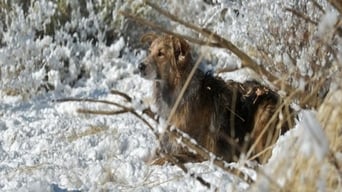 Darling Companion – Ein Hund fürs Leben foto 4