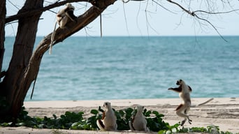Wildes Madagaskar – Die Insel der Lemuren foto 7