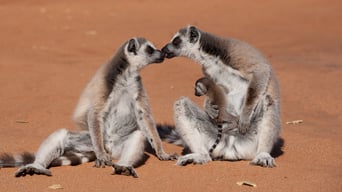 Wildes Madagaskar – Die Insel der Lemuren foto 1