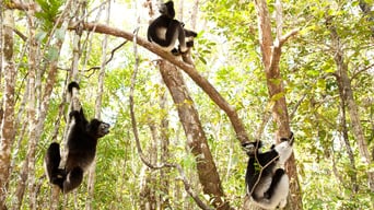 Wildes Madagaskar – Die Insel der Lemuren foto 6