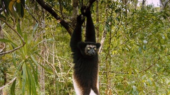 Wildes Madagaskar – Die Insel der Lemuren foto 11
