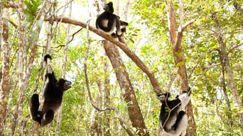 Wildes Madagaskar – Die Insel der Lemuren foto 0