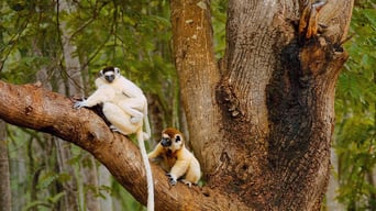 Wildes Madagaskar – Die Insel der Lemuren foto 8
