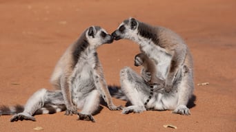 Wildes Madagaskar – Die Insel der Lemuren foto 4
