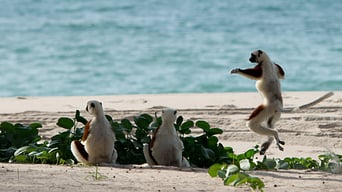 Wildes Madagaskar – Die Insel der Lemuren foto 10