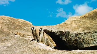 Wildes Madagaskar – Die Insel der Lemuren foto 9