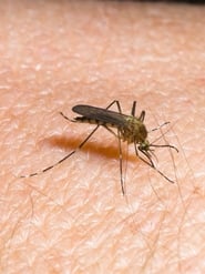 Mückenalarm – Invasion der Plagegeister