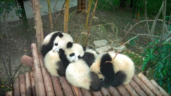 Pandas foto 2