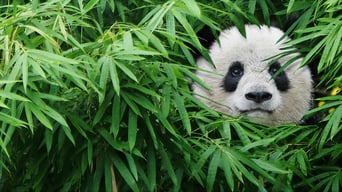 Pandas foto 0