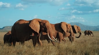 Die Elefantenmutter foto 2