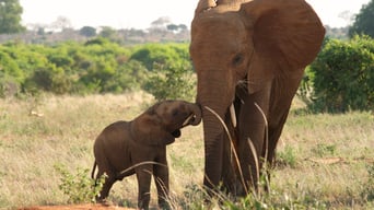 Die Elefantenmutter foto 4