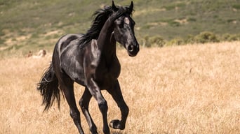 Black Beauty foto 13